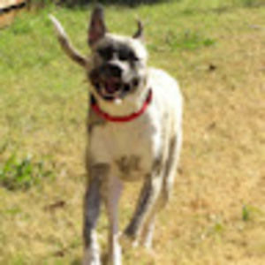 Meet your Posher, Robin